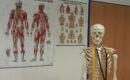 teaching-skeleton-being-used-to-teach-a-kinesiology-class