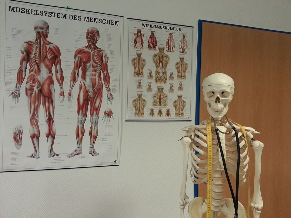 teaching-skeleton-being-used-to-teach-a-kinesiology-class